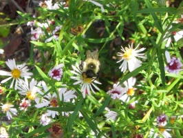 Bee at Cliff Pond IMG 4076